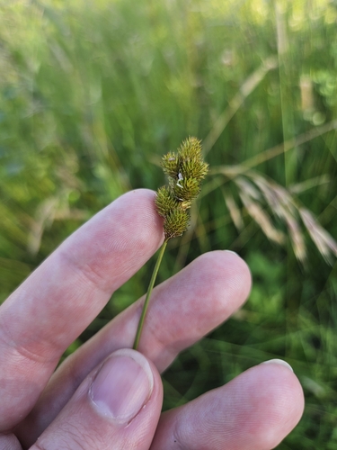 Image of Carex bebbii by (c) Solomiya, some rights reserved (CC BY)
