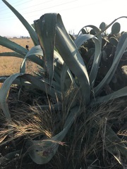 Agave americana