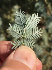 Acacia baileyana