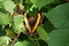 Yoma sabina podium
