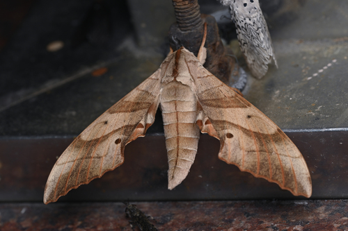 Marumba sperchius sperchius