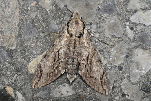 Plain grey hawkmoth