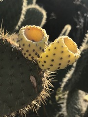Opuntia leucotricha