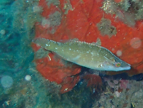 Symphodus rostratus