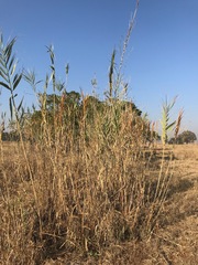 Arundo donax