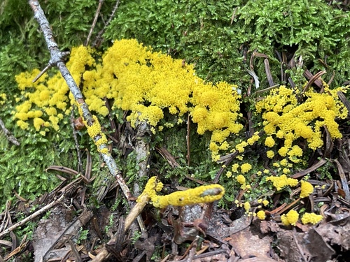 North Carter Trail