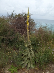 Verbascum macrurum