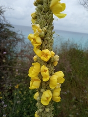 Verbascum macrurum