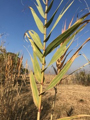 Arundo donax