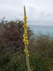 Verbascum macrurum
