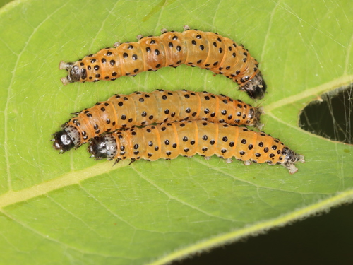 Dogbane Saucrobotys Moth photo 6