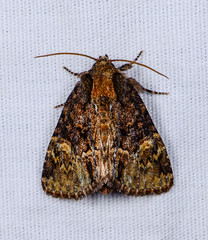 Phosphila turbulenta