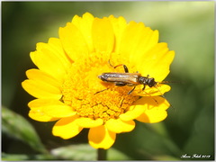 Oedemera simplex