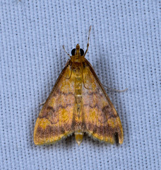 Pyrausta onythesalis