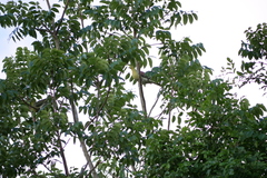 Treron sieboldii sieboldii