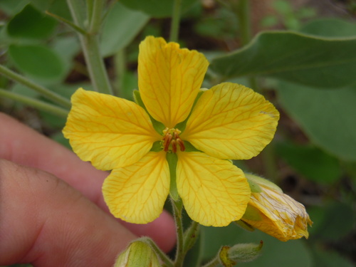 Senna durangensis
