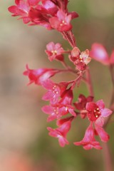 Heuchera sanguinea