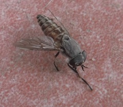 Stenotabanus