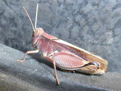Acorypha