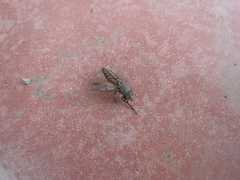 Stenotabanus