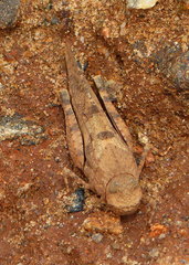 Pycnodictya galinieri