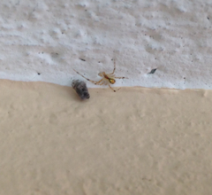 Theridiidae