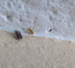 Theridiidae