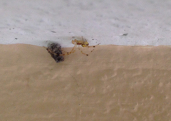 Theridiidae