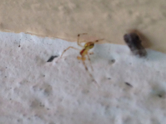 Theridiidae