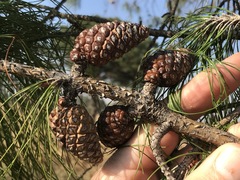 Pinus patula