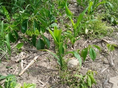 Zea mays mays