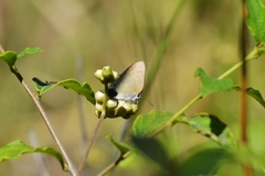 Allosmaitia strophius