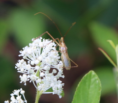 Zelus cervicalis