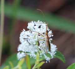 Zelus cervicalis