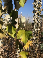 Populus × canescens