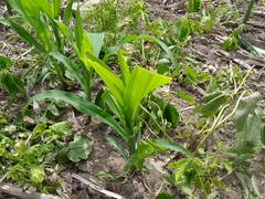 Zea mays mays