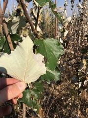 Populus × canescens