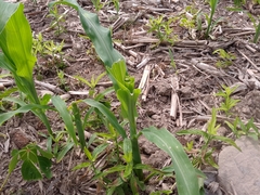 Zea mays mays