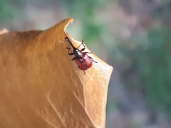 Tatianaerhynchites aequatus