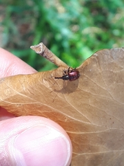 Tatianaerhynchites aequatus