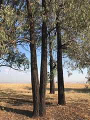 Eucalyptus sideroxylon