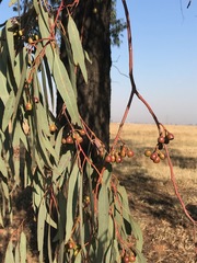 Eucalyptus sideroxylon