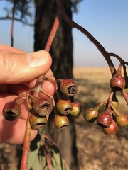 Eucalyptus sideroxylon