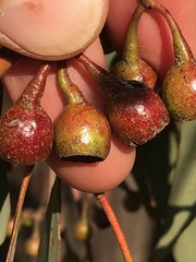 Eucalyptus sideroxylon