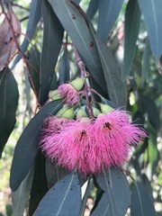 Eucalyptus sideroxylon