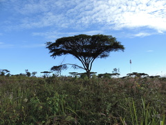Vachellia abyssinica