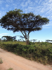 Vachellia abyssinica