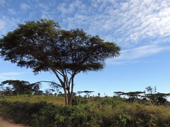 Vachellia abyssinica