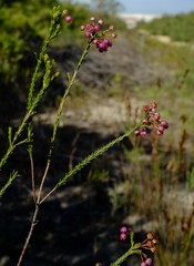 Erica ferrea