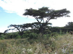 Vachellia abyssinica